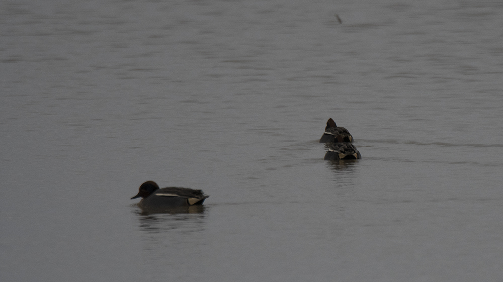 Green-winged Teal